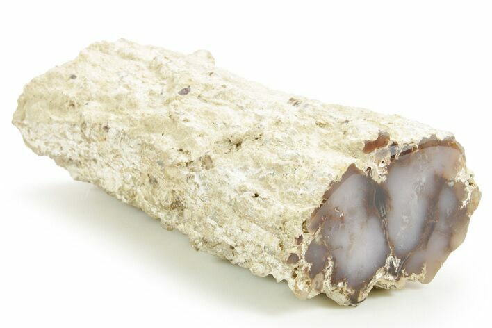 Polished Agate Replaced Wood Limb Cast - Nevada #373502